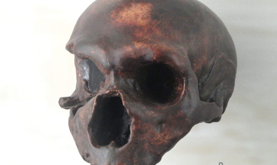 L’eredità dei Neanderthal vive nei nostri muscoli: scoperta una variante genetica che aumenta la massa muscolare