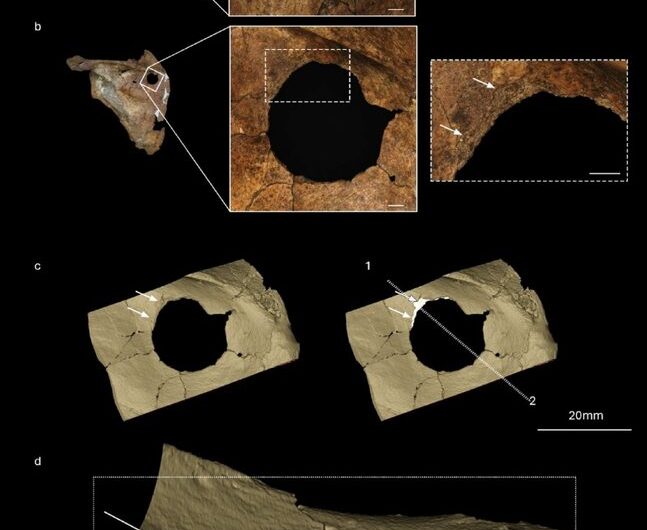 Le ferite della Grotta di Shanidar: Neanderthal in Iraq